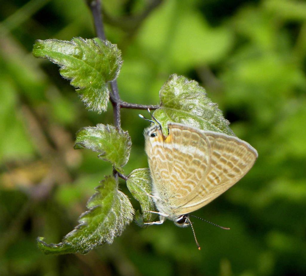 farfalla da identificare - Lampides boeticus
